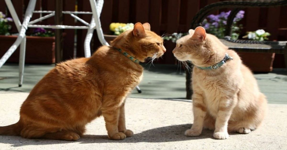 I gatti possono donare il sangue: una scelta importante