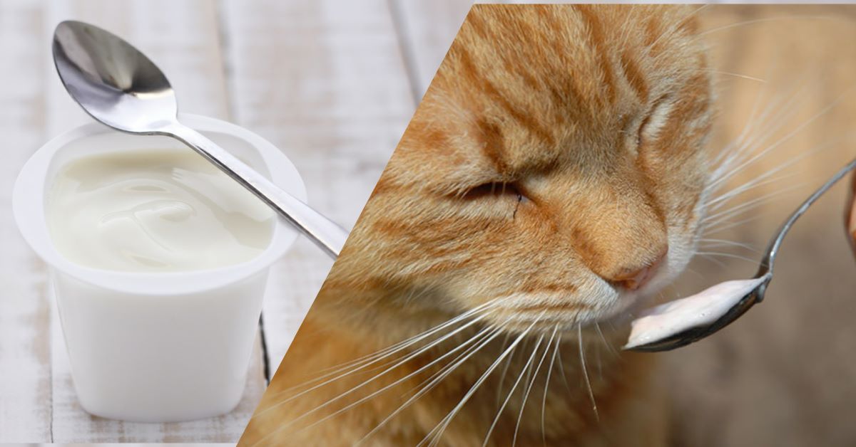 gatto-che-mangia-yogurt