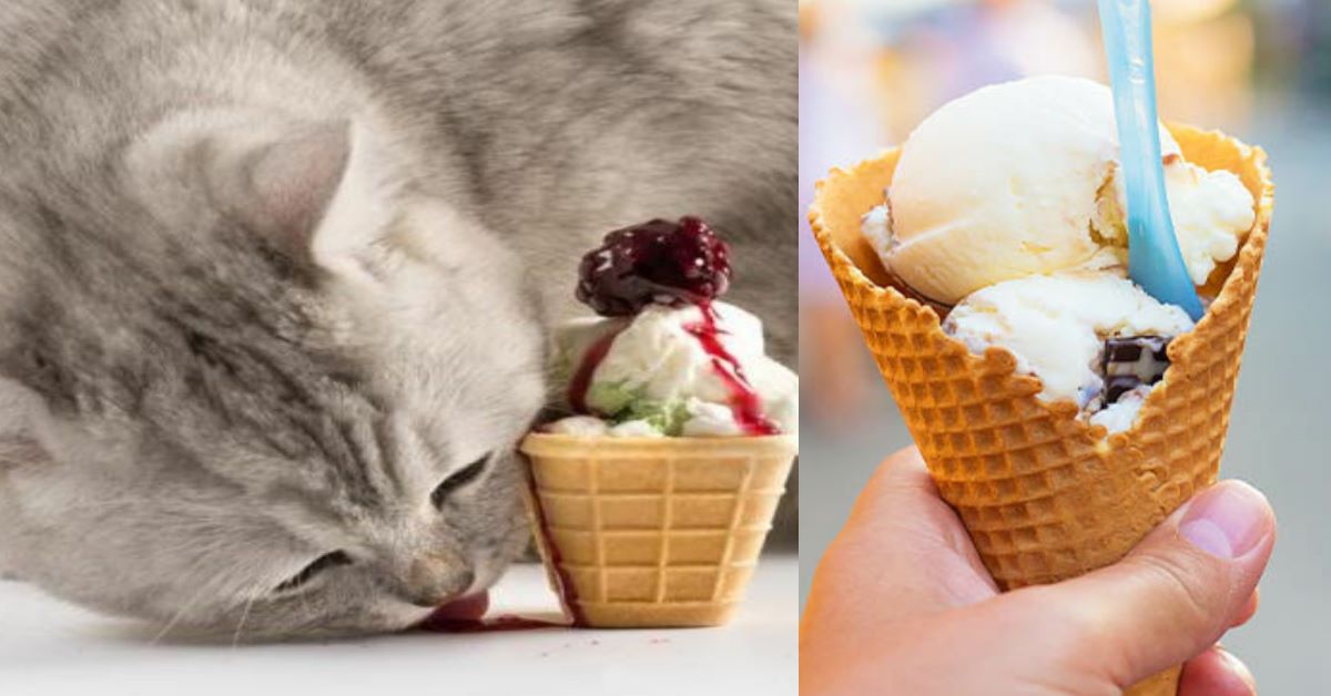 I gatti possono mangiare il gelato? tutte le risposte