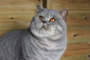 British Shorthair Blue immagini e caratteristiche