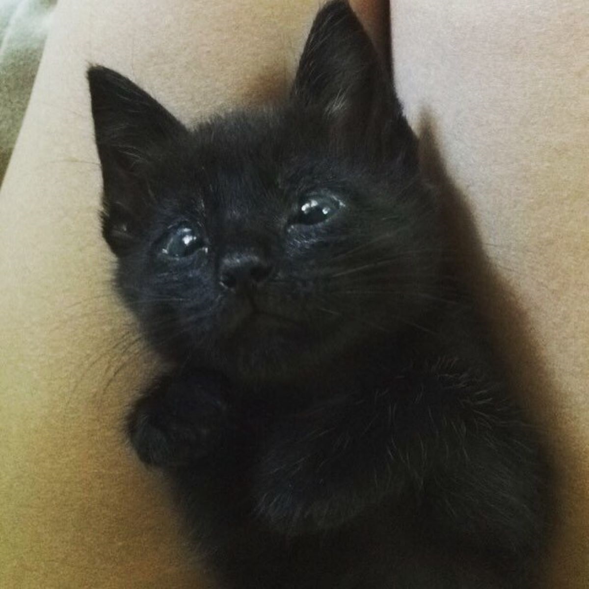 gatto-nero-con-occhi-spalancati