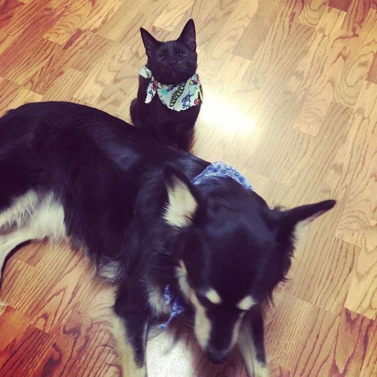 gatto-con-bandana-e-cane