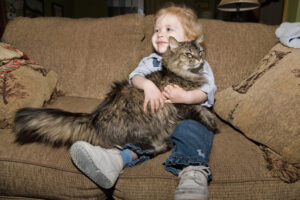 Vivere con un gatto siberiano