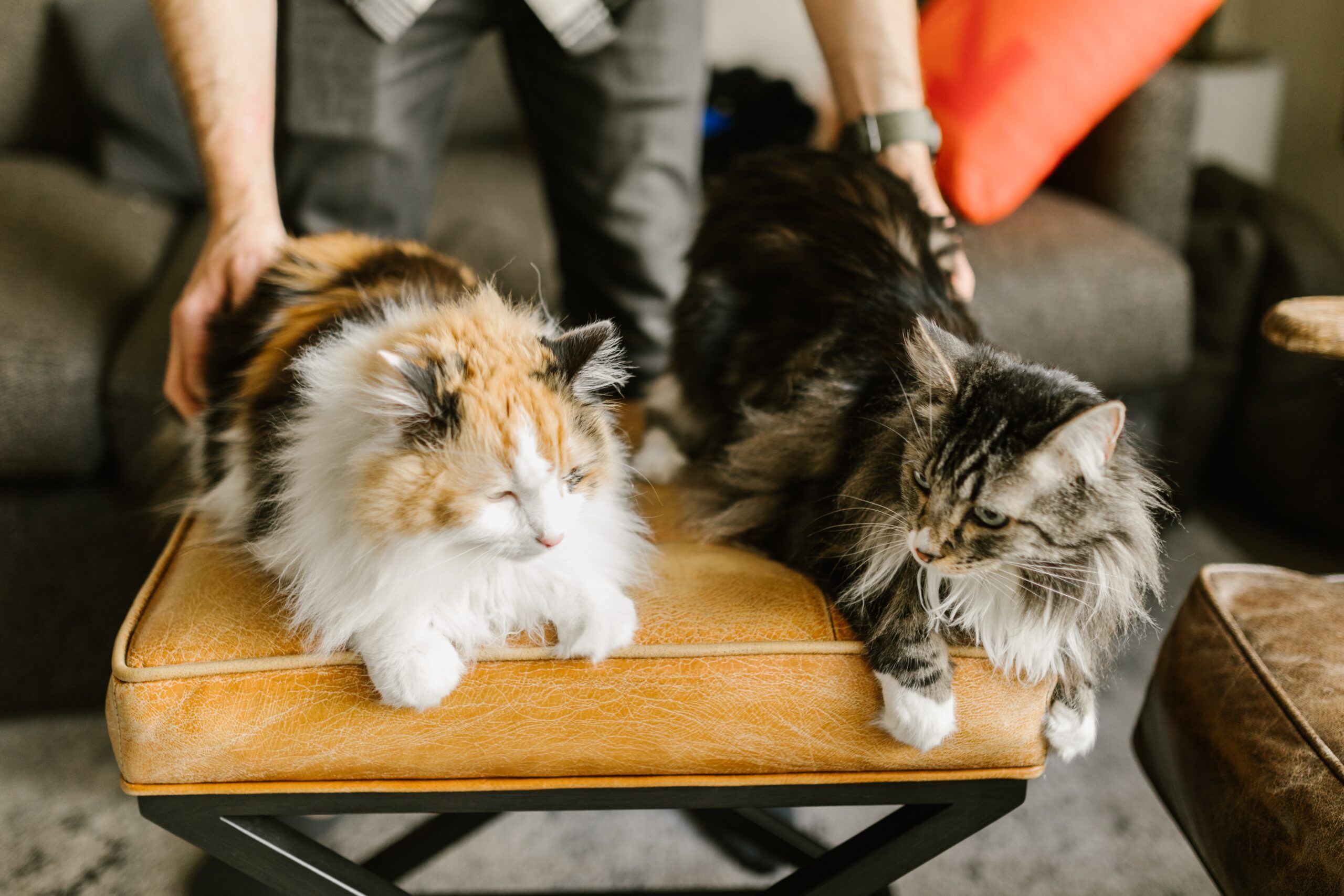 gatti Maine Coon