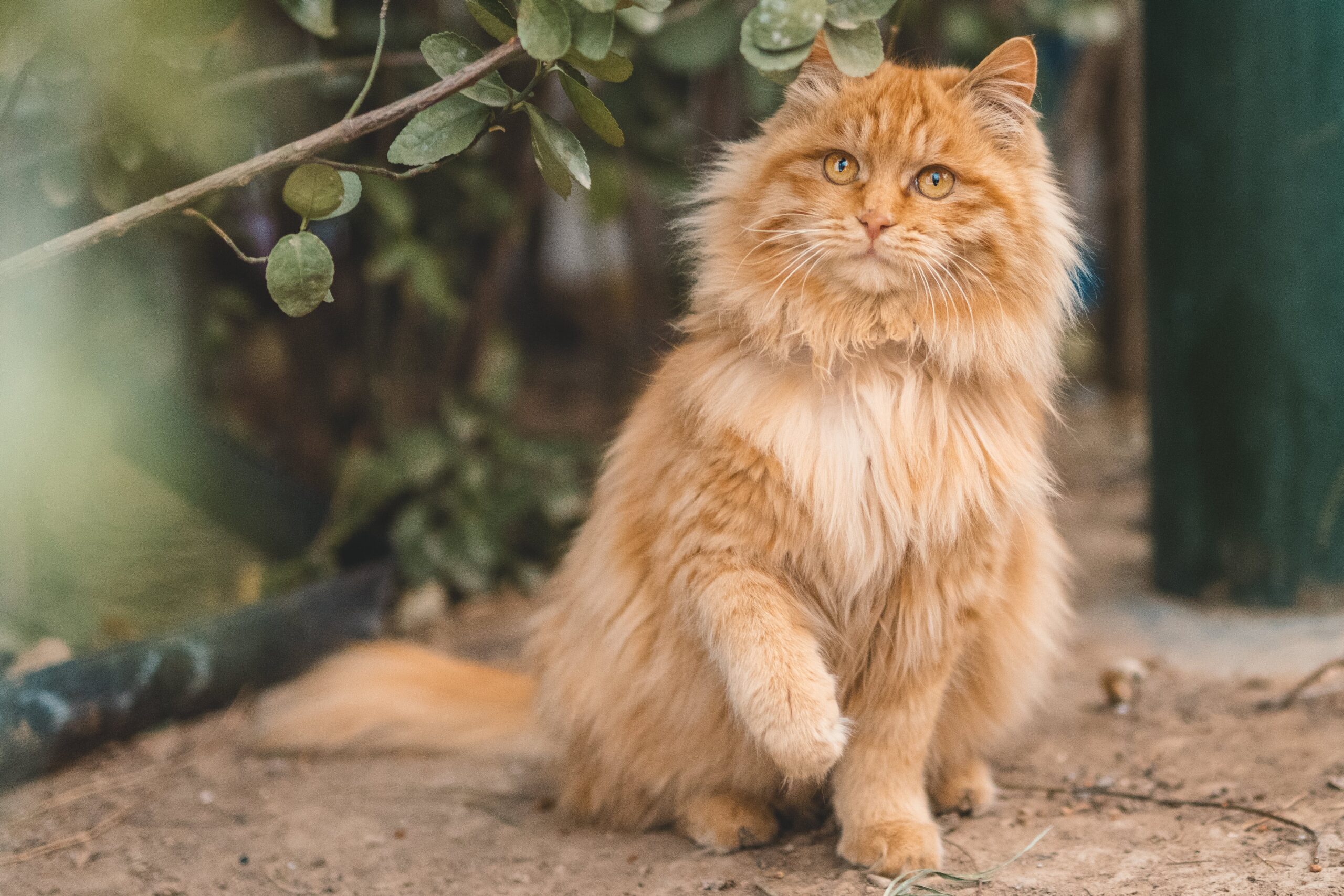 gatto Maine Coon all'aperto