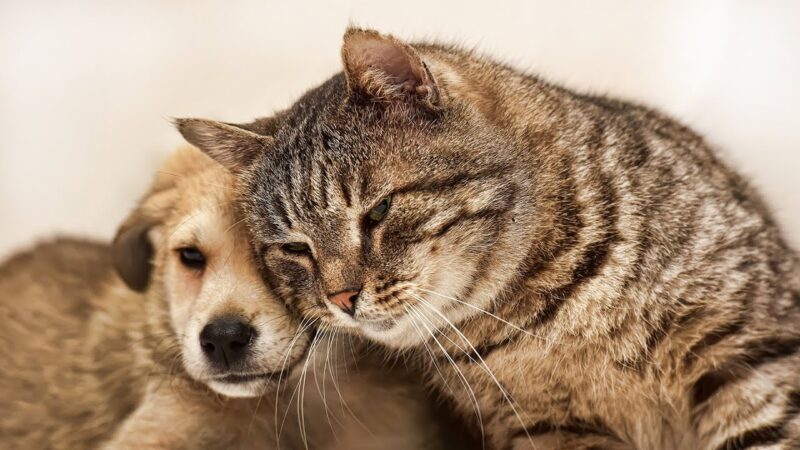 Gatto adulto con cane cucciolo