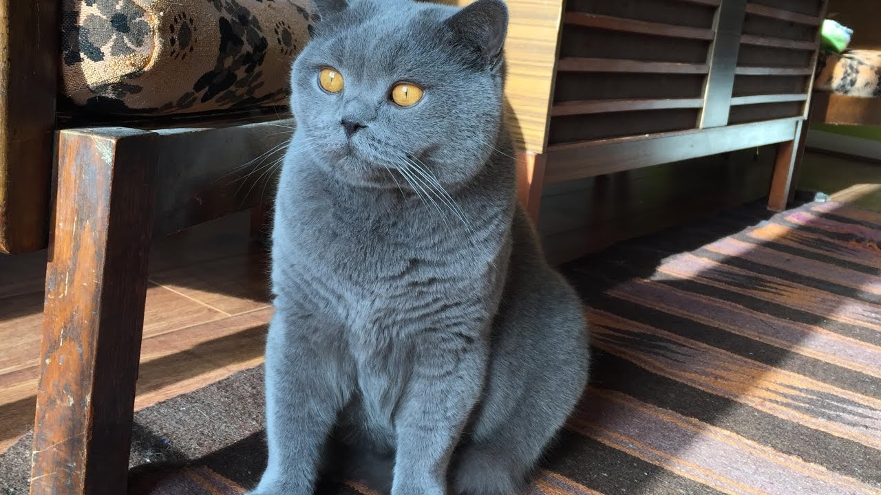 British Shorthair Blue: immagini e caratteristiche