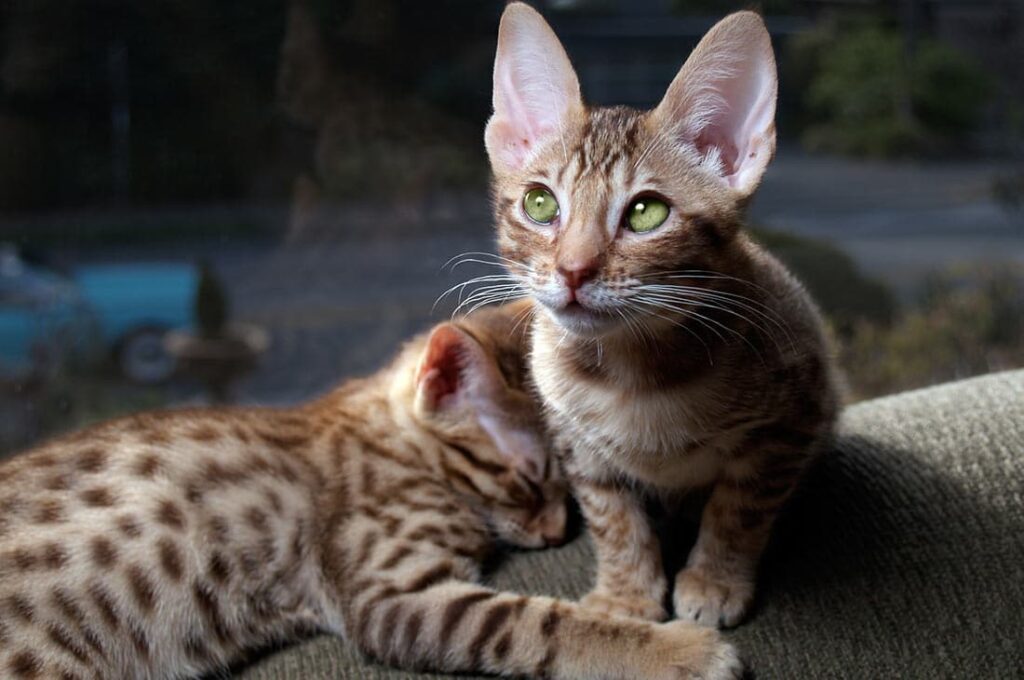 ocicat gattini