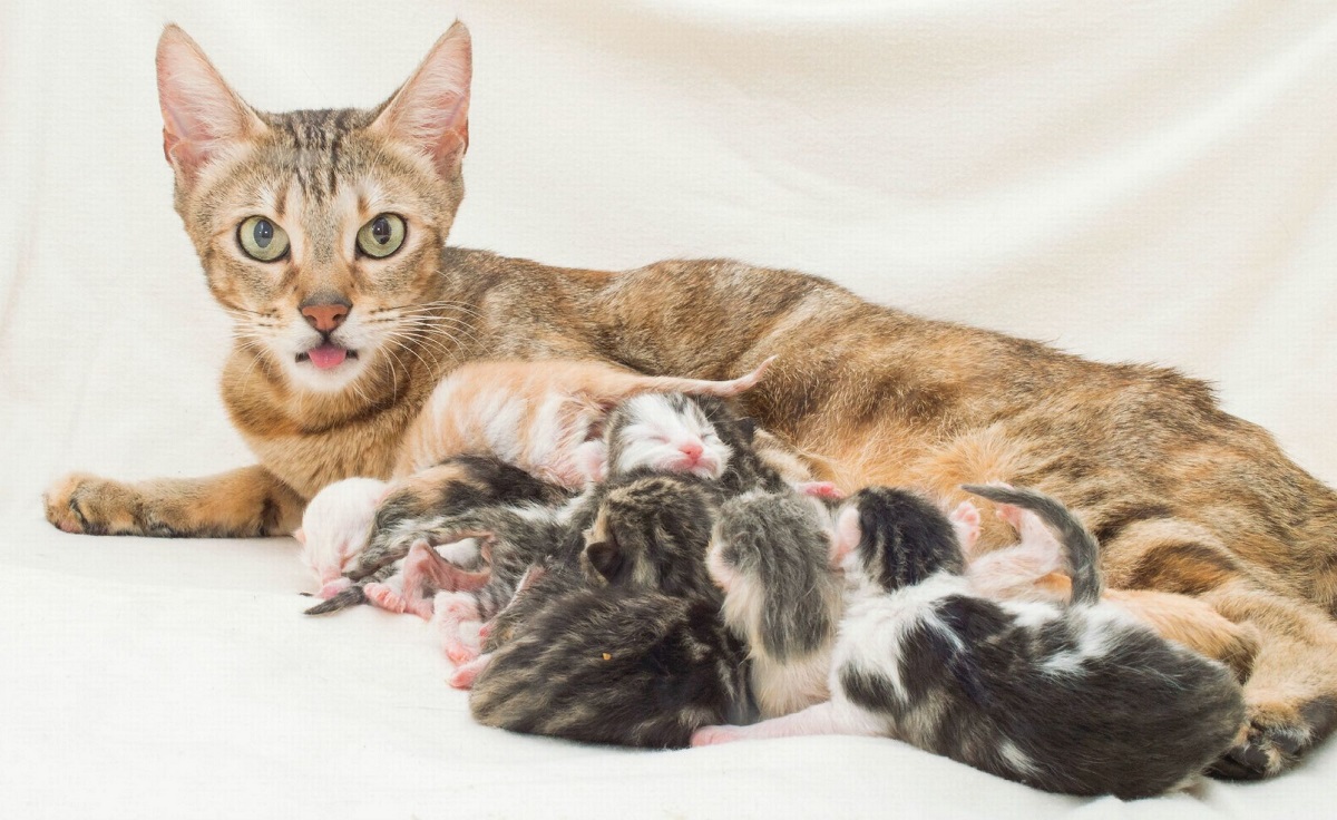 gatta con piccoli dopo parto