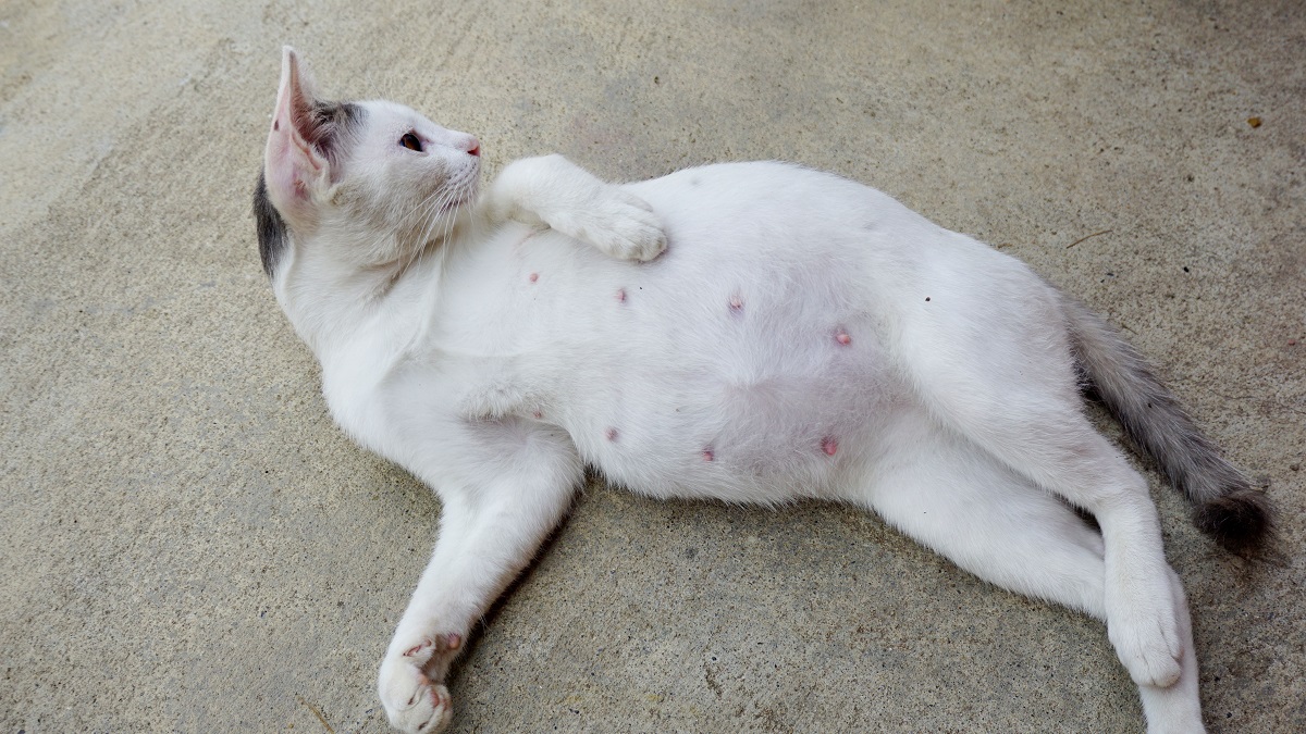 gatta bianca incinta