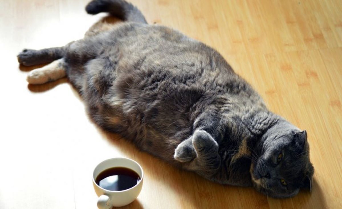 gatto-obeso