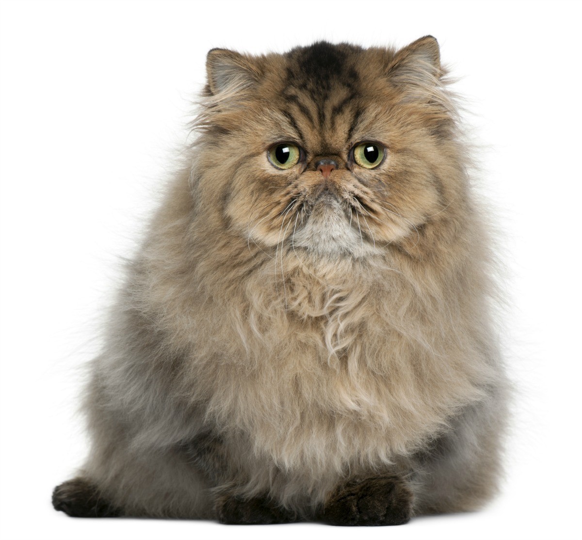Come scegliere un gatto Persiano