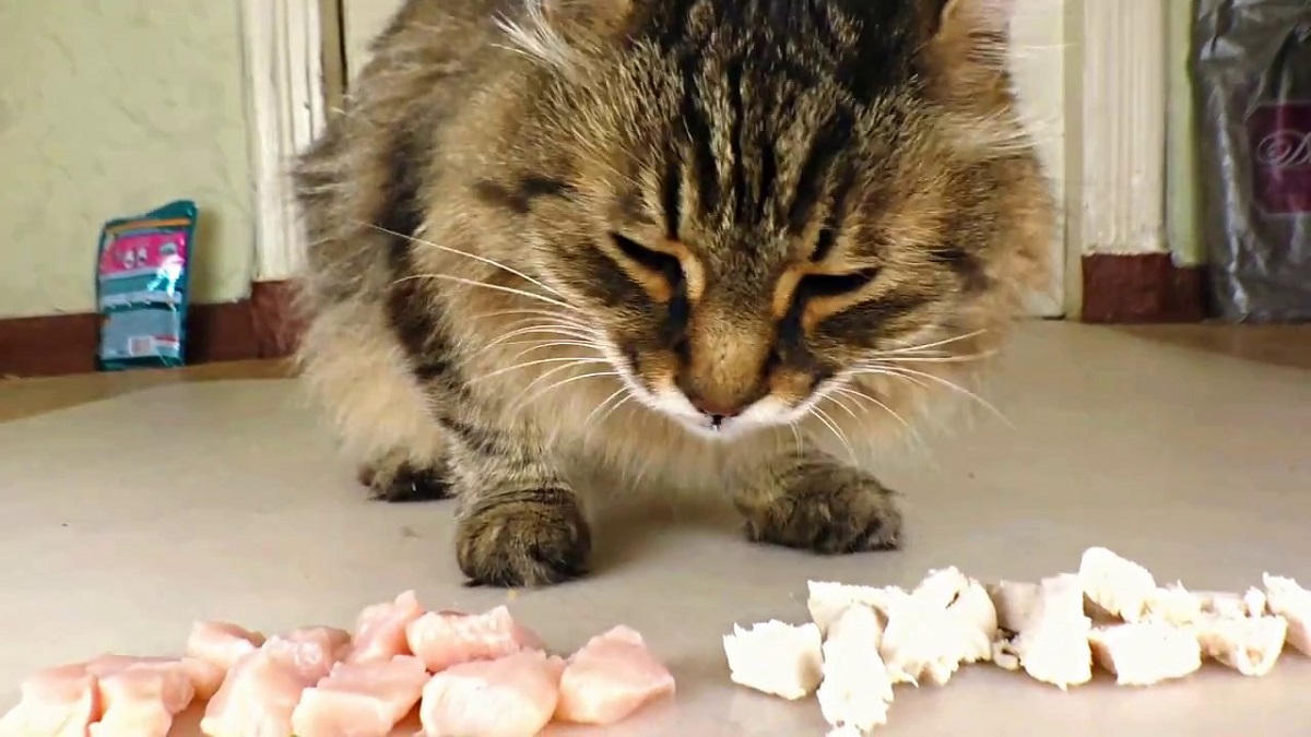 gatto davanti a cubetti di pollo crudo e cotto