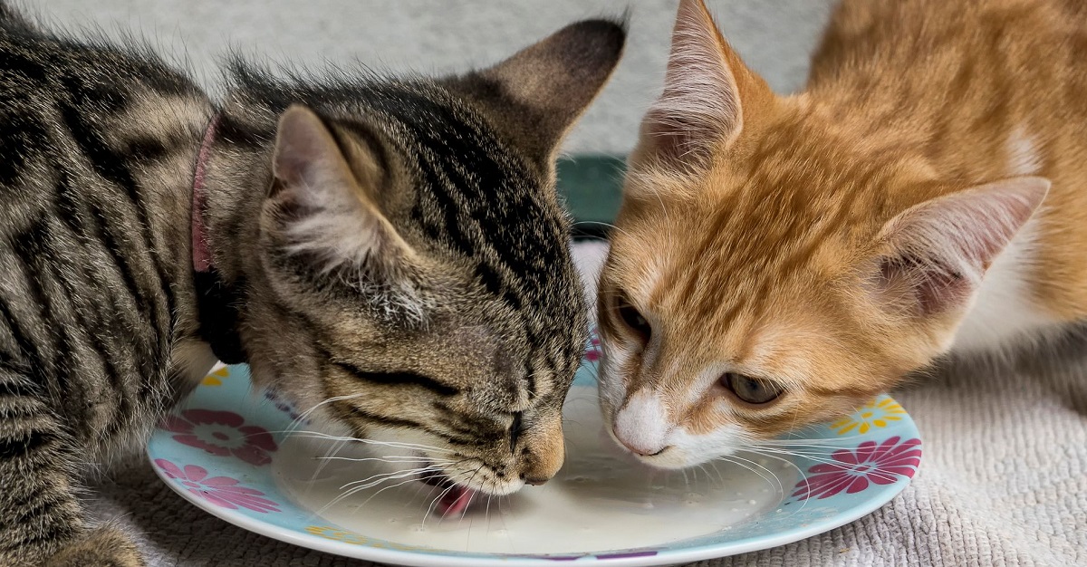 Pollo: i gatti possono mangiarlo? E in che modo?