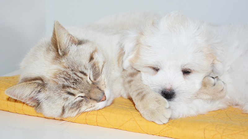 Gatto adulto con cane cucciolo