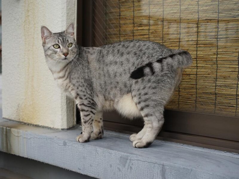 Problemi di salute del gatto Mau egiziano