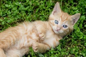 British Shorthair Silver Tabby immagini e caratteristiche