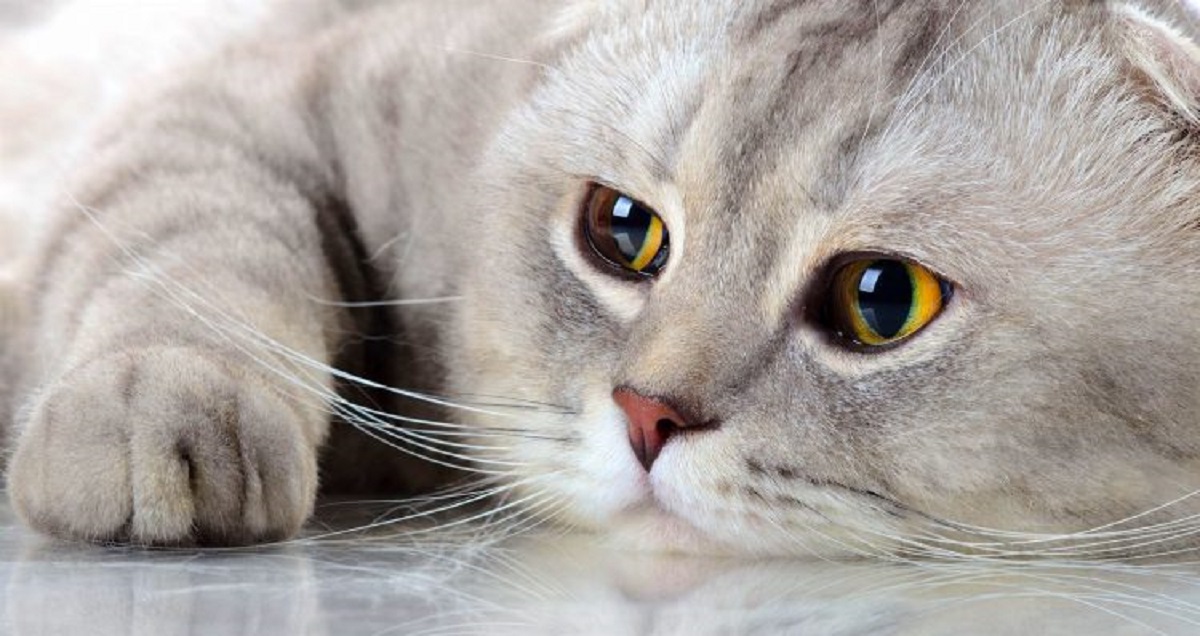 Scottish Fold: pregi e difetti