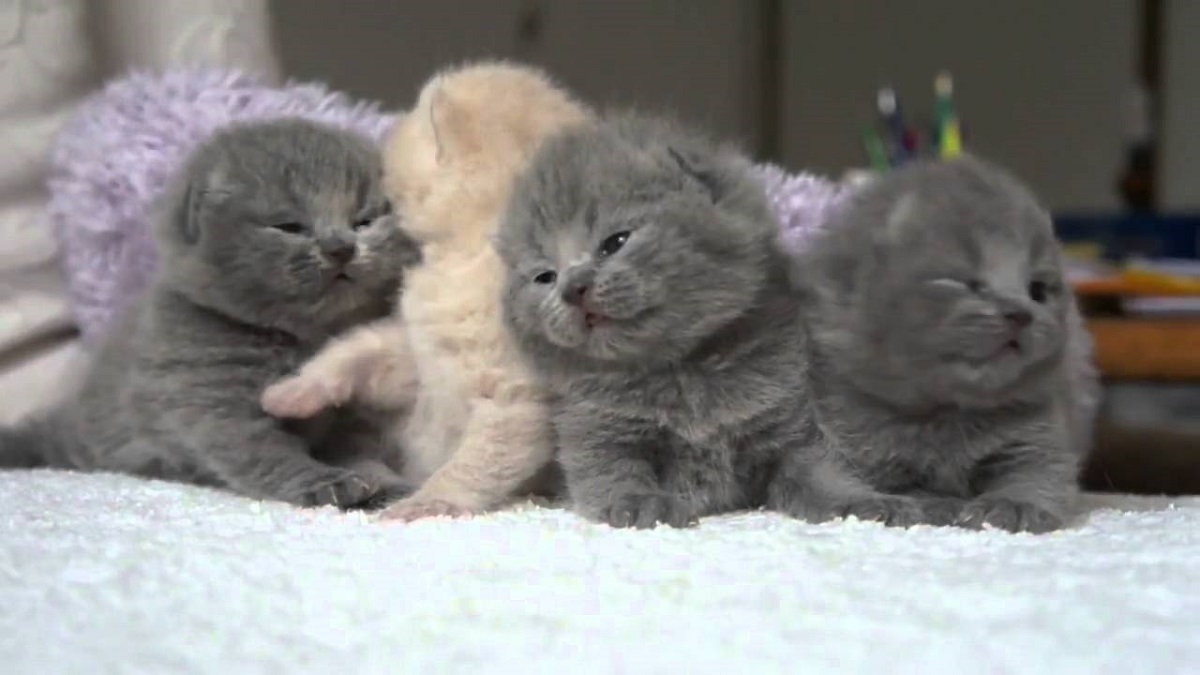 cuccioli di scottish fold