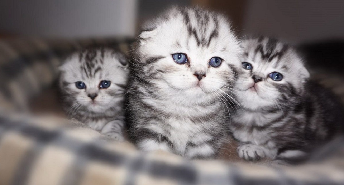 scottish fold cuccioli