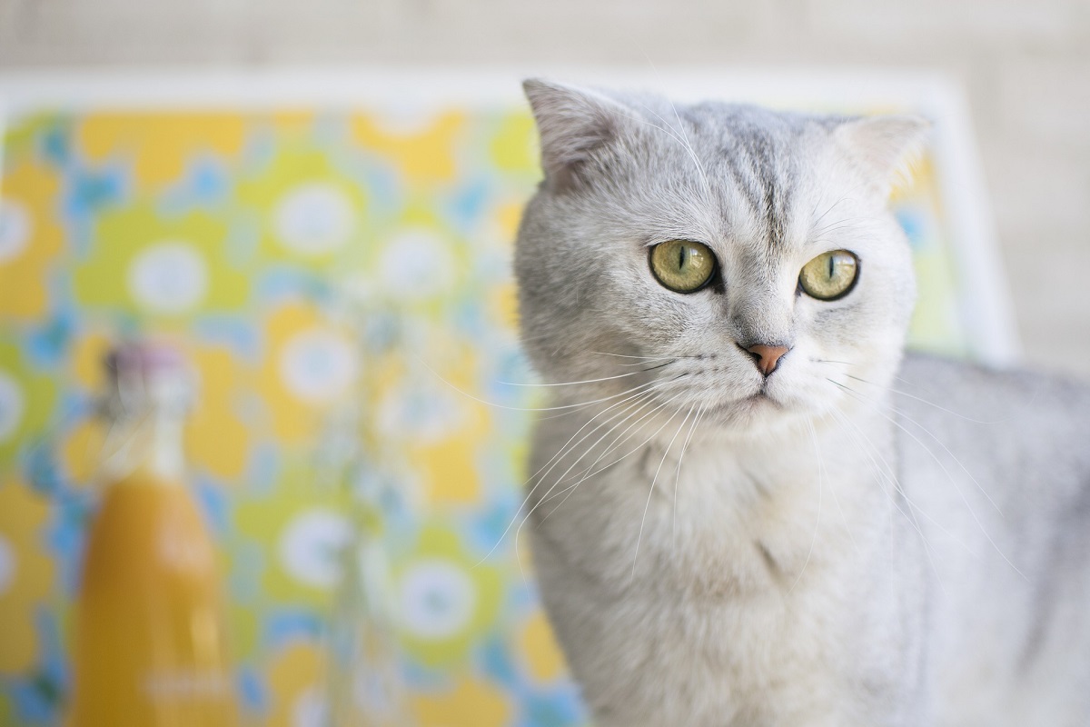 scottish fold bianco