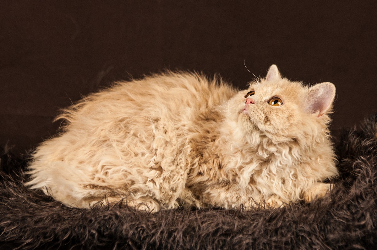 Selkirk Rex: perché lo chiamano “gatto pecora”?