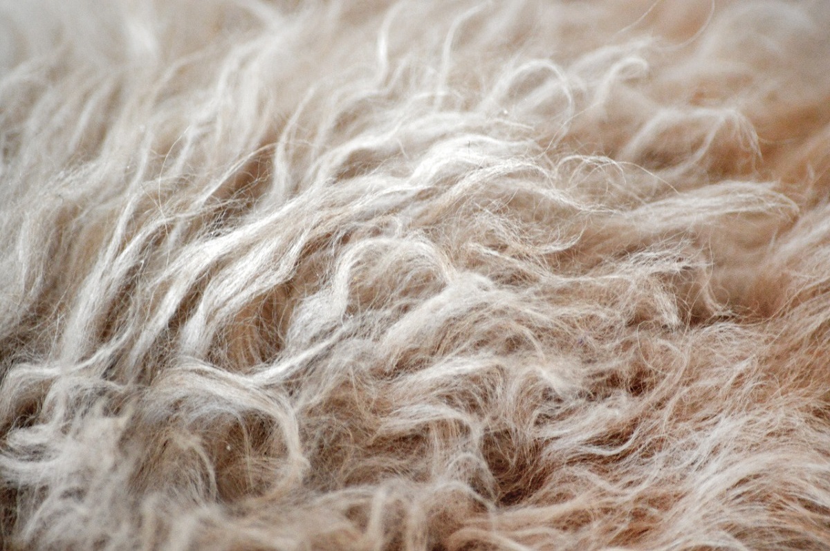 pelo selkirk rex