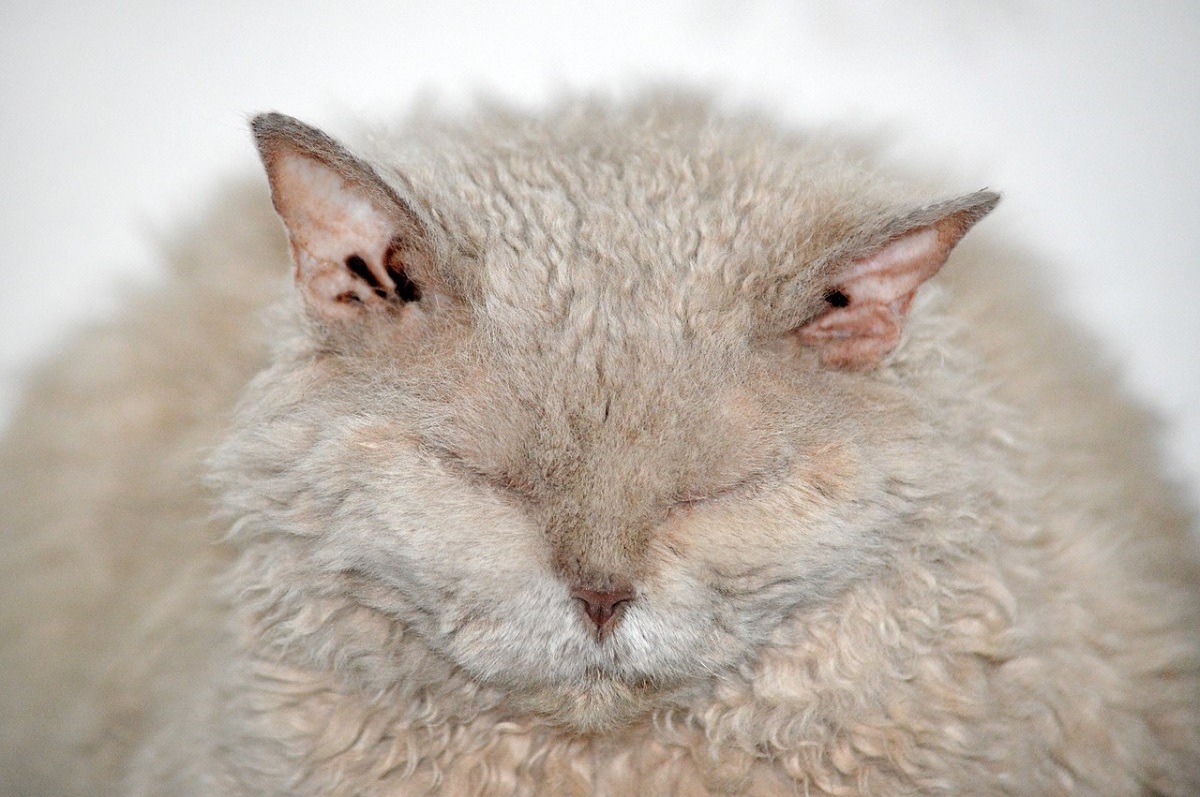 selkirk rex