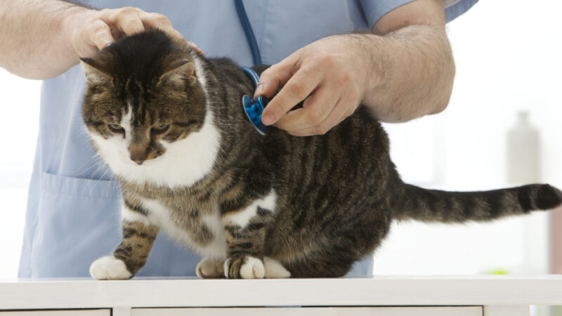 Indurre vomito nel gatto come fare e quando