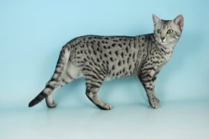 Egyptian Mau tutti i colori possibili 