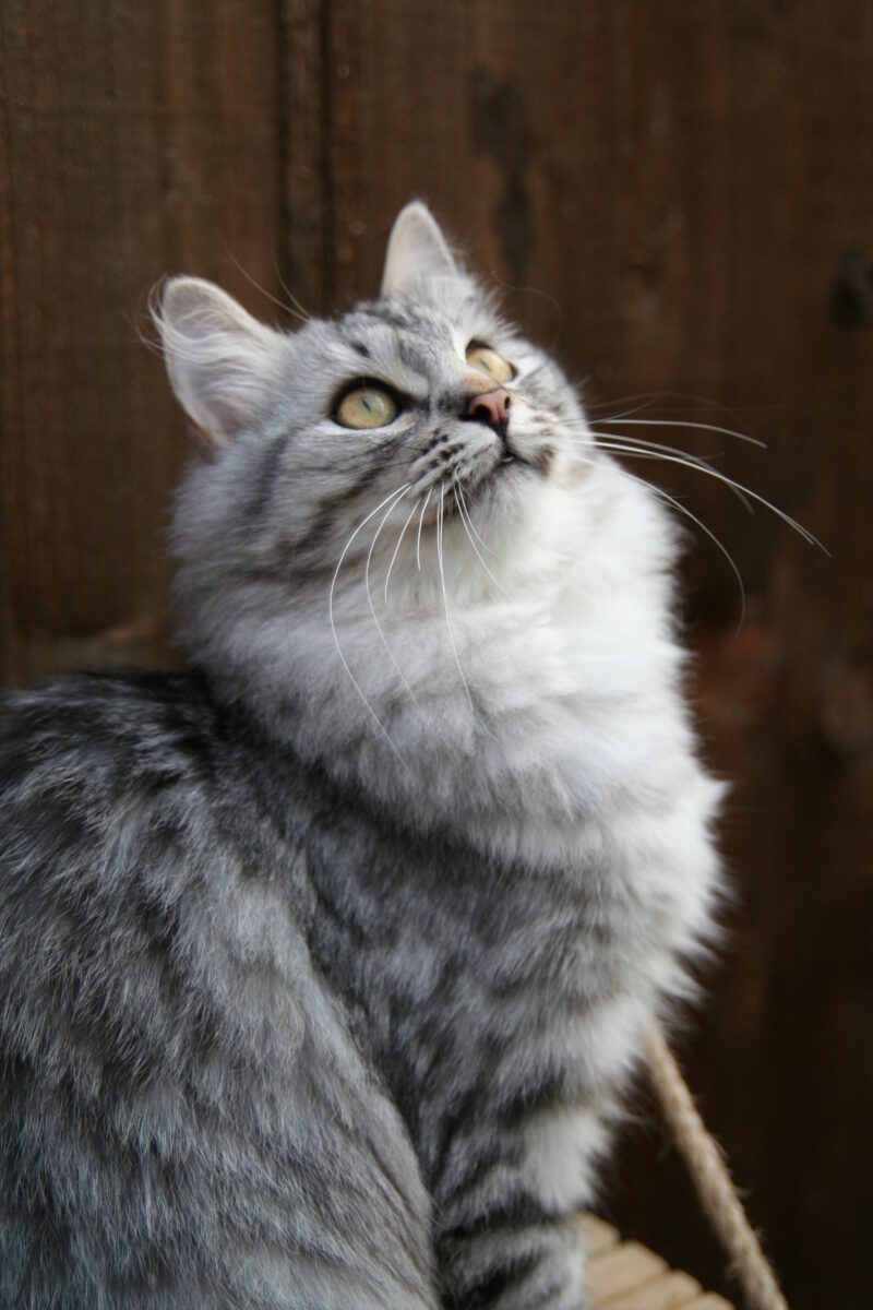 I colori del gatto siberiano