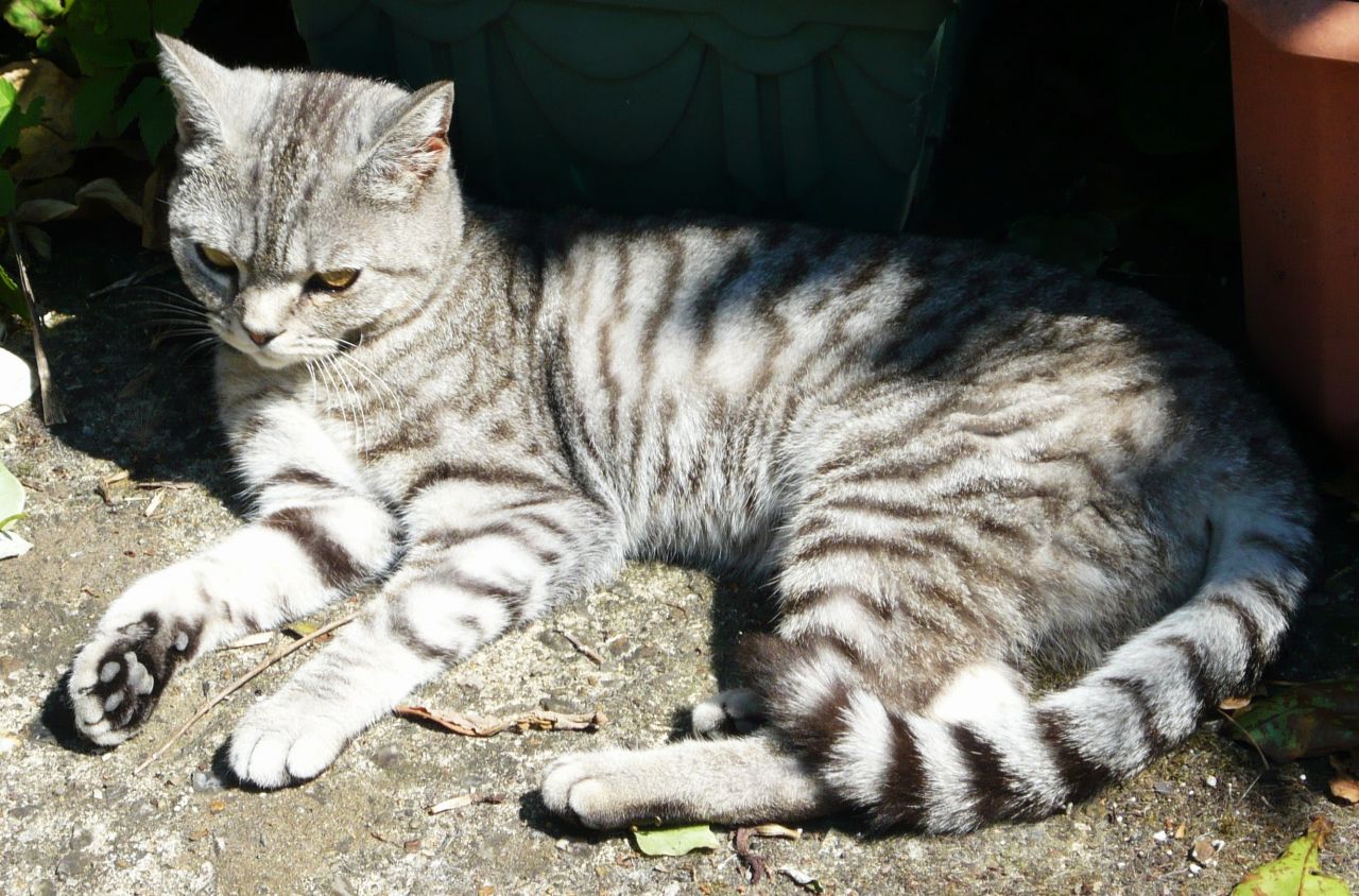 British Shorthair Silver Tabby: immagini e caratteristiche