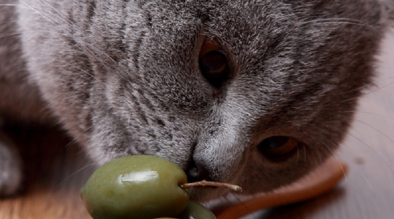 Le olive fanno male ai gatti