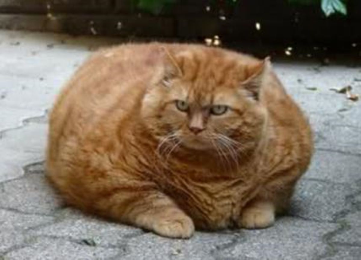 gatto-rosso-obeso