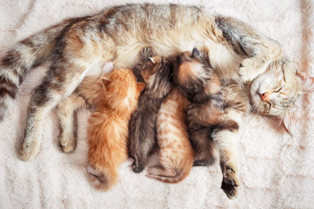 mamma gatta che allatta i suoi cuccioli