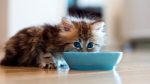 Come svezzare un gatto, guida completa: latte, comportamento dei gattini e primi cibi