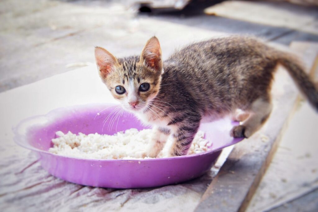 gattino con le zampe dentro la ciotola