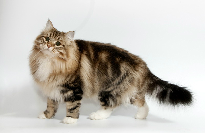 Il gatto siberiano è classificato come razza dal pelo semi-lungo e ha un cappotto distintivo che cambia con le stagioni. Il soprabito è costituito da uno strato di pelo lungo e impermeabile sotto il quale è presente un folto e morbido sottopelo. Il cappotto è considerevolmente più lungo e più spesso in inverno. Il siberiano ha una grande varietà di colori e modelli. Le colorazioni riconosciute sono marrone, nero (con la sua versione diluita blu), rosso (con la versione diluita crema) e bianco. I modelli sono solidi, tabby e tortie. Può essere presente anche il gene dell'argento che fornisce anche colorazioni fumo e motivi sfumati. I colori solidi sono meno comuni perché geneticamente recessivi. I gatti colourpoint sono ammessi in tutte le varianti di colore e tutti i colori e i motivi sono riconosciuti sia con che senza il bianco e in qualsiasi quantità ovvero presenza di bianco sulle zampe, sul petto, sulla pancia, sul medaglione e così via. La varietà a punta di colore è chiamata Neva Masquerade e bisogna prestare attenzione ai punti del ventre e alle ombre sui punti di colore. Sorprendentemente, questo dà un conteggio totale di 124 possibili variazioni di colore. Cioccolato, cannella, caramello e i colori diluiti (lilla, fulvo e albicocca) non sono accettati in nessuna combinazione di motivi (solido, bicolore, tricolore, tabby o a colori). Non sono accettati neanche il colore birmano o tonkinese. Gli occhi luminosi di un siberiano contribuiscono notevolmente alla sua espressione vigile e intelligente. Essi sono grandi e il colore varia dal rame al verde, con il blu permesso solo nelle varietà colourpoint Neva Masquerade. Colori popolari per gatti siberiani: Gatto siberiano grigio e bianco Gatto siberiano rosso e diluizione in crema Gatto siberiano silver e bianco Tabby marrone E’ il colore più comune nei siberiani ed è disponibile in tutti i tipi di sfumature e modelli: dal marrone molto freddo e scuro al marrone molto caldo e chiaro, quasi dorato. Tabby marrone con bianco Questo è un colore con una grande varietà di sfumature del marrone: da molto scure a molto chiare, ma anche con una grande varietà nella quantità di bianco. Tabby Golden Il tabby dorato è un colore estremamente popolare. Questi gatti si distinguono dai tabby marroni caldi perché il loro sottopelo è color pesca, mentre il sottopelo di un tabby marrone è grigio. Bianco e nero bicolore I colori bicolore in bianco e nero sono colori solidi senza alcun motivo tabby. Possono essere molto neri con un po' di bianco o viceversa. Black smoke Se il micio è nero o grigio solido, ma le radici dei peli sono distintamente bianche, è un "fumo". I fumo sono la versione solida dei tabby d'argento. Blue Tabby e Blue Tabby con bianco Sono colorazioni più scure dell'argento. I gatti hanno un cappotto blu con una sfumatura arancione. Silver tabby Anche i tabby argento possono avere una grande varietà di sfumature: si può avere un classico argento più scuro, uno molto chiaro, oppure un argento sfumato. Torby e torby con bianco I torby sono un altro colore molto popolare e molto appariscente, in quanto tutte le torby sono rosse al loro interno. A volte il rosso è molto prominente, mentre altre volte non è altro che la presenza di una macchia rossa. I torbies hanno il motivo del mantello come gusci di tartaruga unito al motivo tabby (tortie + tabby = torby). Riguardo le tigrature del mantello se ne distinguono quattro tipologie: - tigratura Blotched: è la più belle e la più apprezzata in expo. Presenta un disegno ad ali di farfalla dove i disegni delle tigrature sono formati da cerchi concentrici e a pois. - tigratura Mackerel: è la classica e presenta un disegno formato da tantissime righe sottili verticali che partono dalla colonna vertebrale e scendono fino alla pancia uniformemente e senza interruzioni. una linea orizzontale, infine, percorre tutta la colonna fino ad arrivare alla punta della coda. - tigratura Spotted: è una tigratura interrotta appare sul dorso con macchie di forma ovale. - tigratura Ticked: è una tigratura in cui tutti i peli hanno la stessa estensione di estremità nera in cui le sriature sul corpo non sono evidenti