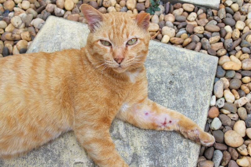 Disinfettare la ferita a un gatto: cosa fare