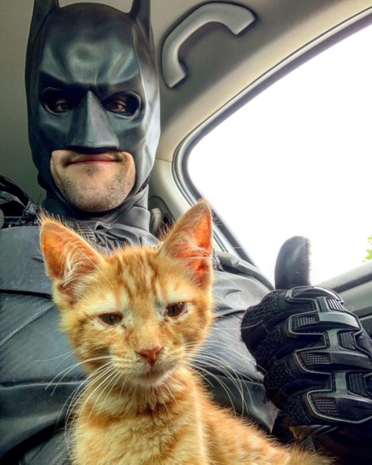 gattino-arancione-con-batman