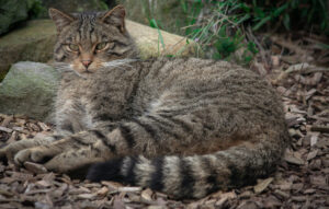 Cosa mangia il gatto in natura