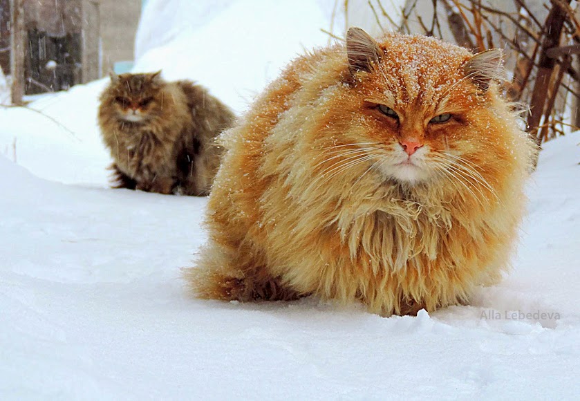 Crescita di un gatto siberiano