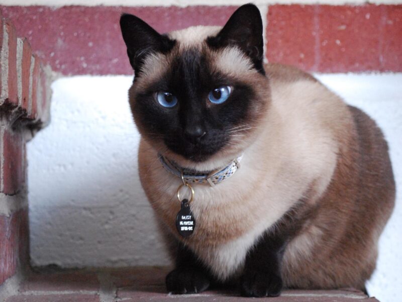 Differenza tra gatto Thai e Siamese