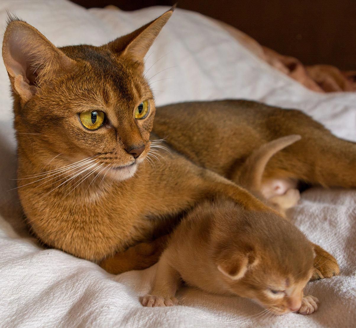 Gatto abissino: tutti i colori