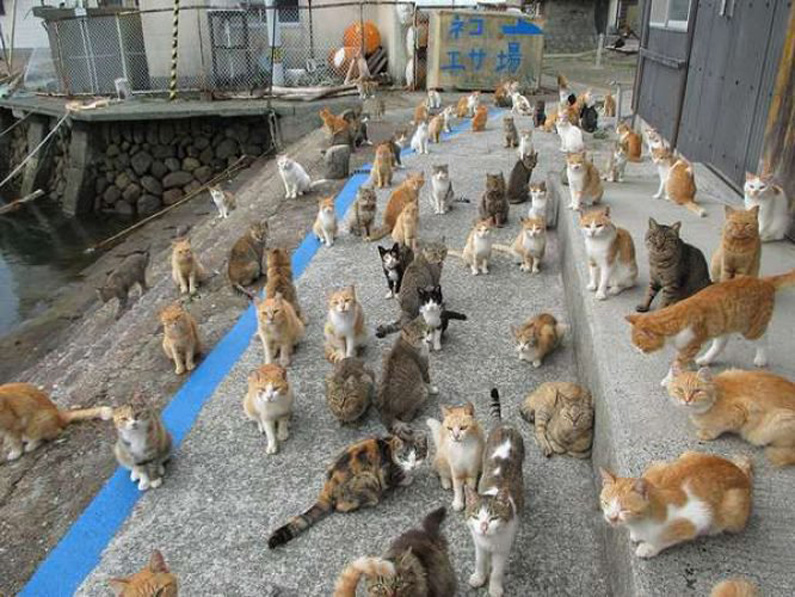 Aoshima l'isola dei gatti