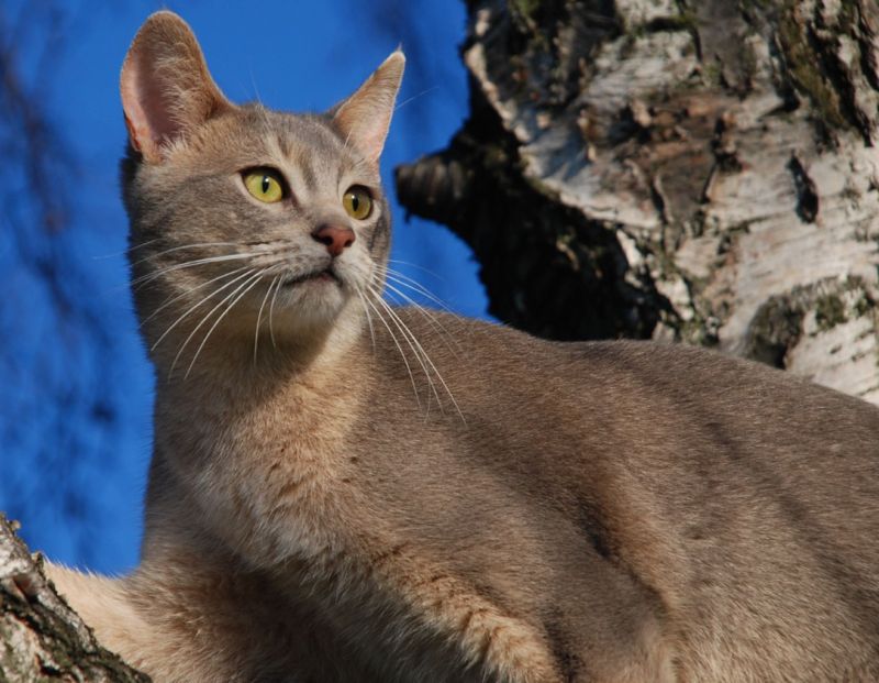 Gatto Abissino blu: una variante particolare 