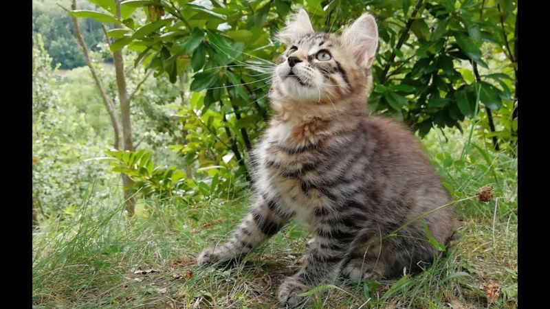 Quale razza di gatto è la più affettuosa 