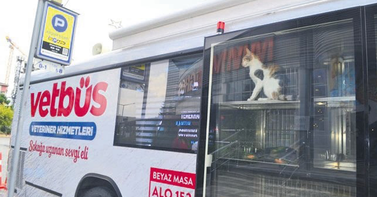 Vetbus, il bus sul quale i veterinari viaggiano per curare i gatti e i cani randagi