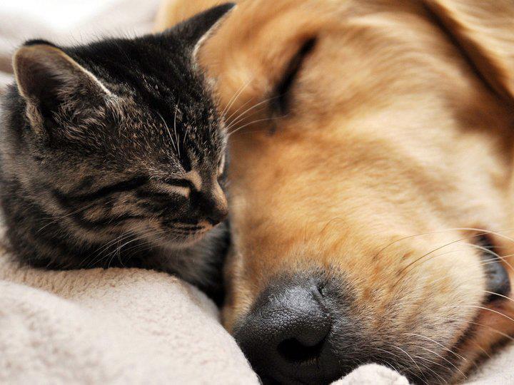 Cane e gatto che dormono insieme