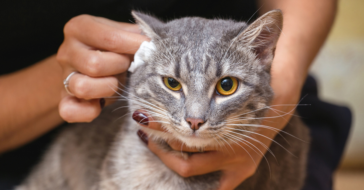 Come pulire le orecchie al gatto هل يمكن للإنسان أن يصاب بالديدان من القطط؟ - 5 أمراض معدية انتبه لها 4 هل يمكن للإنسان أن يصاب بالديدان من القطط؟ - 5 أمراض معدية انتبه لها